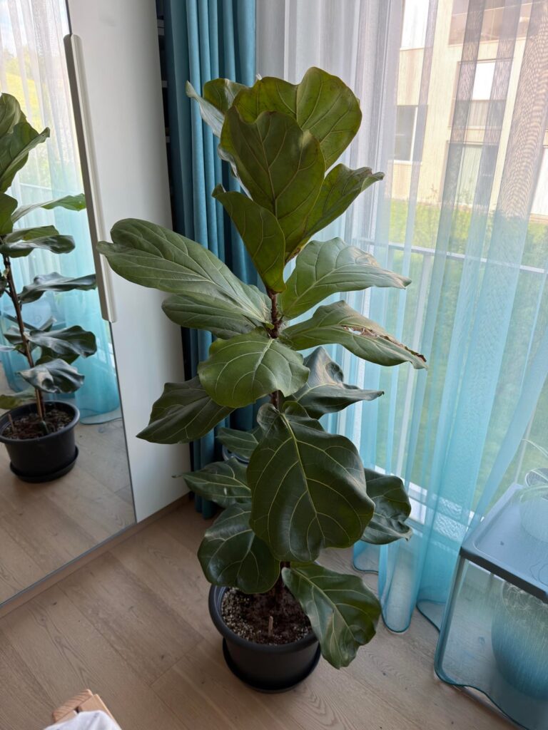 Why the new leafs of my fig are “weak”? Why the new leafs of my fig are “weak”?
