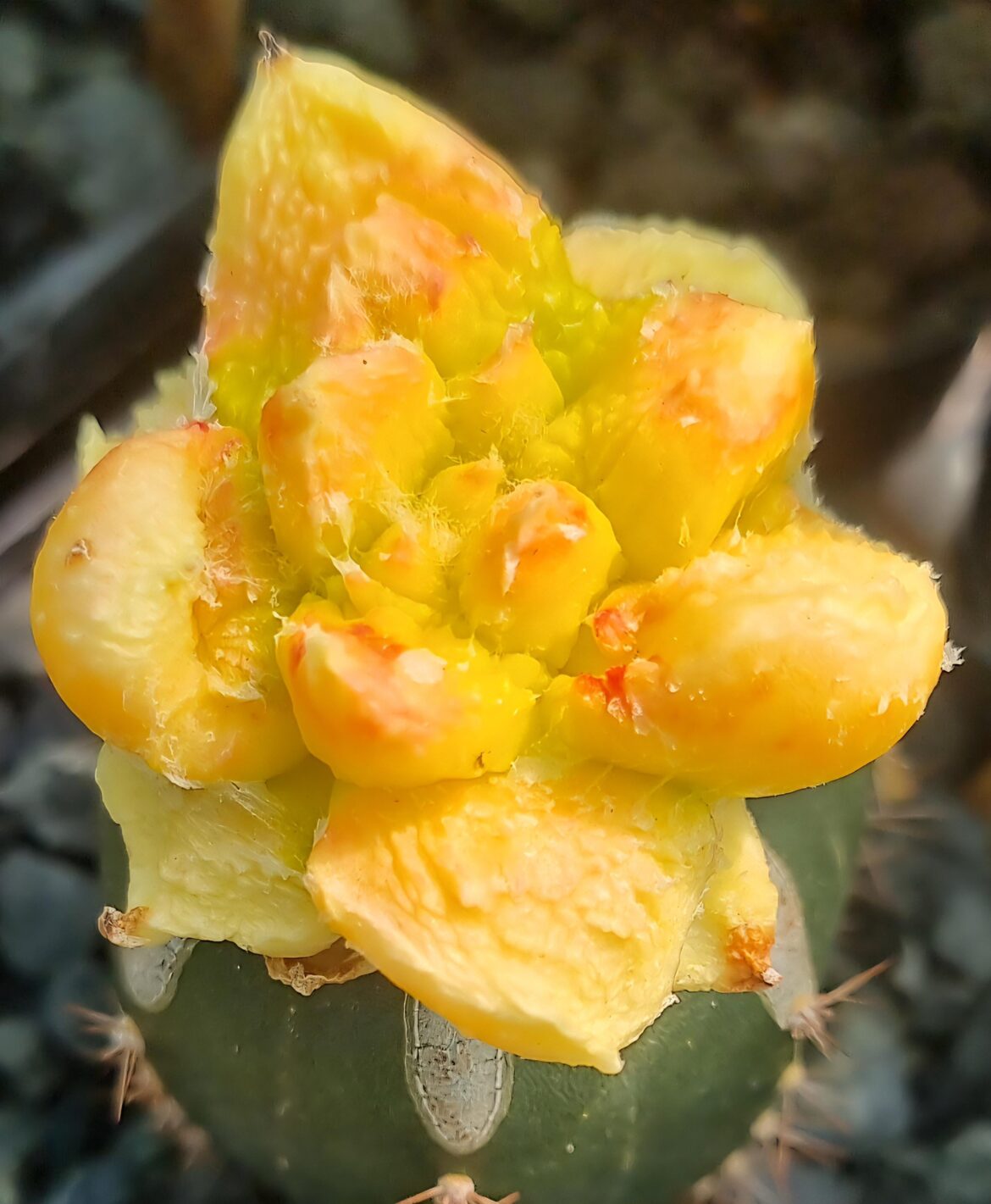 Variegated royal Godzilla