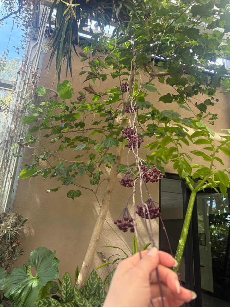 More blooms than leaves!
