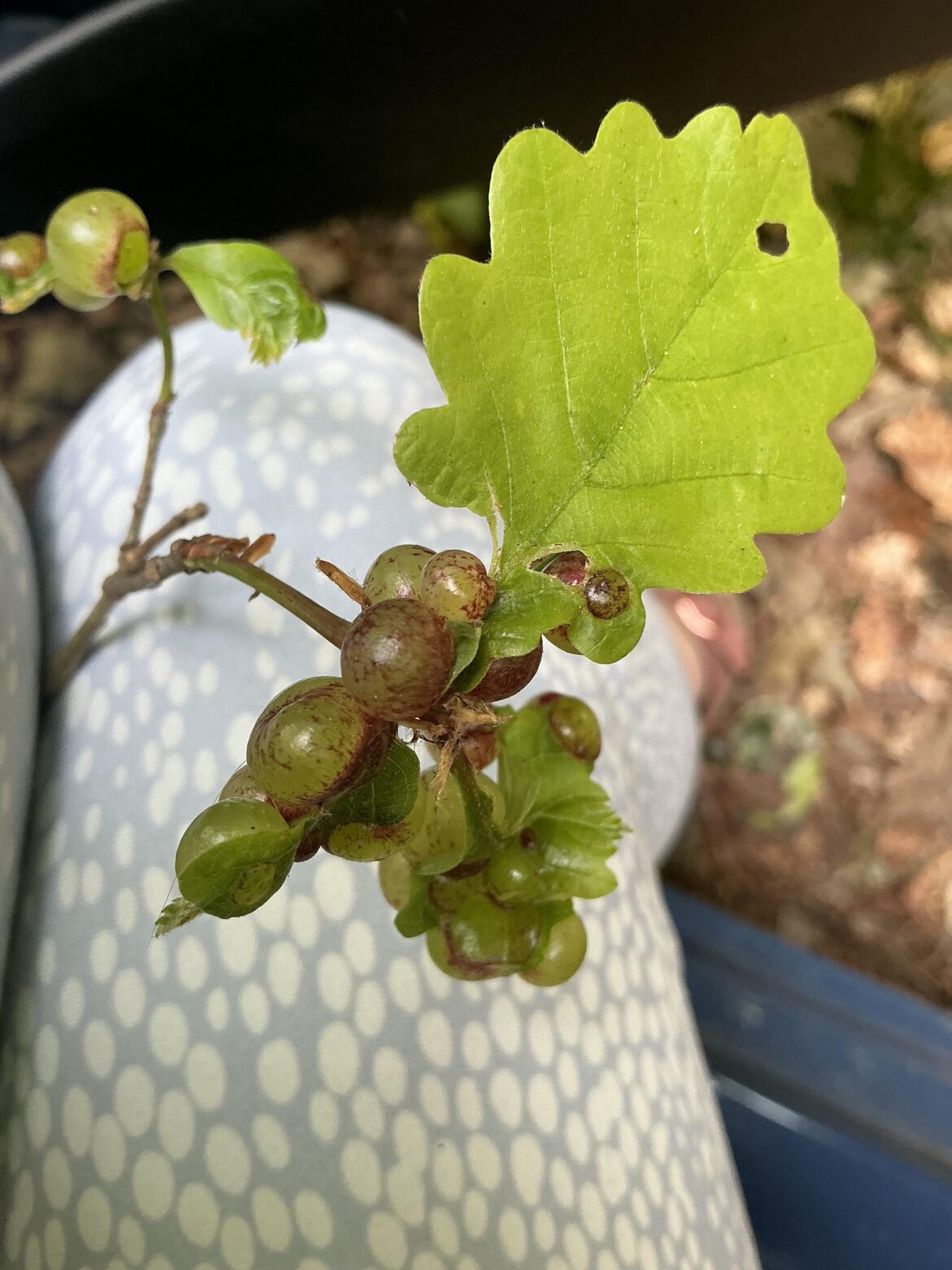 Weird berry like growths on an oak tree