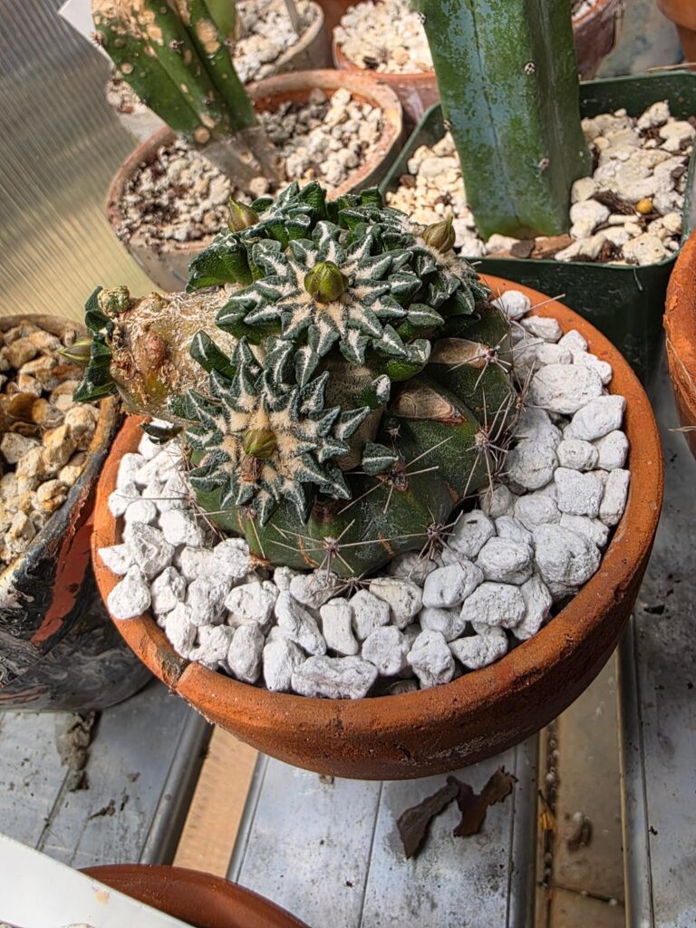 Some of my grafted cacti over the years