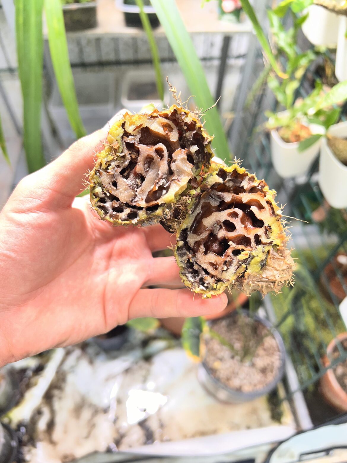 Inside of a Myrmecodia
