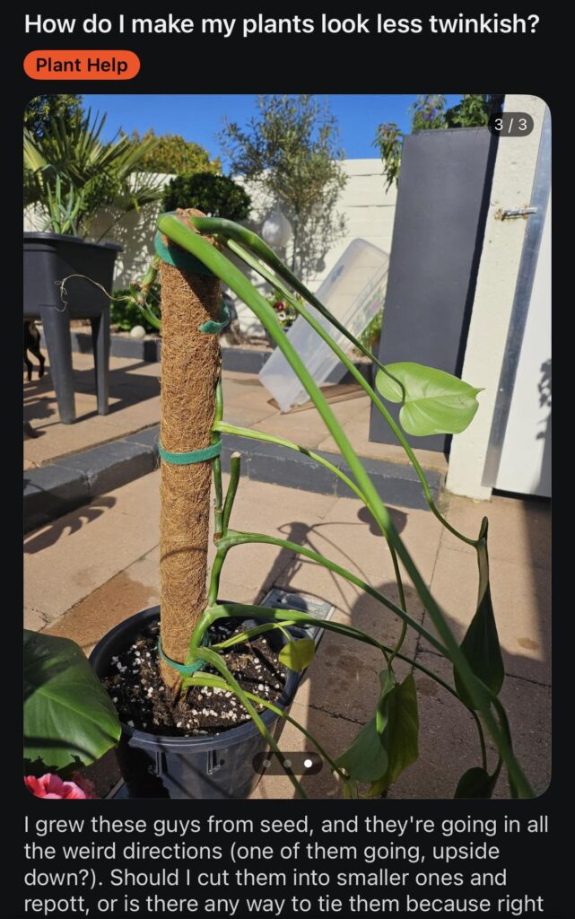 Plants too twinkish