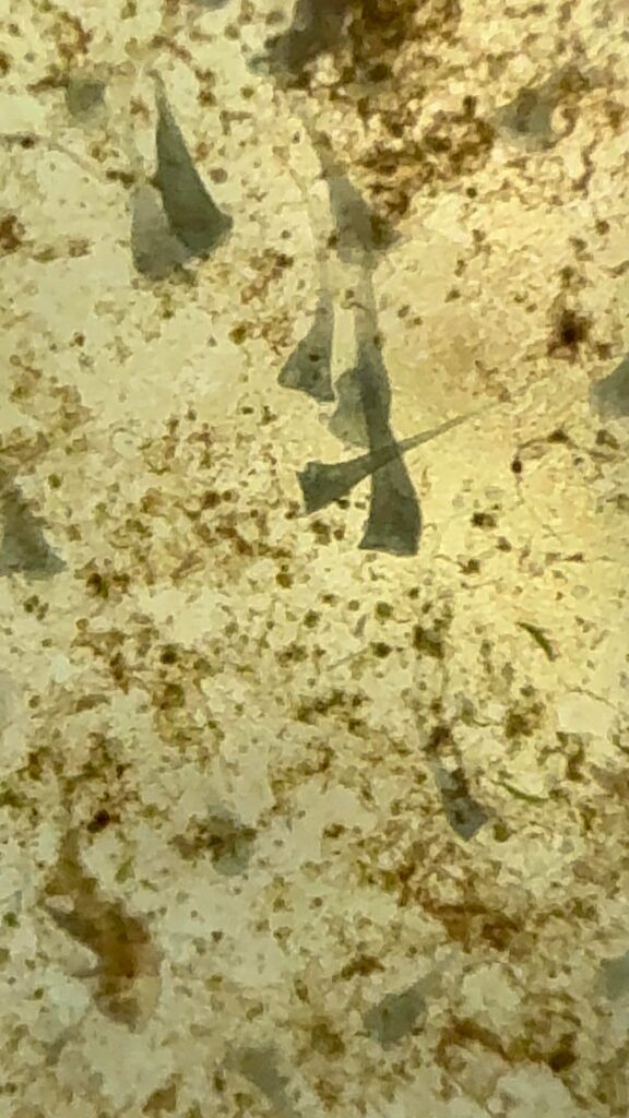 What are these?