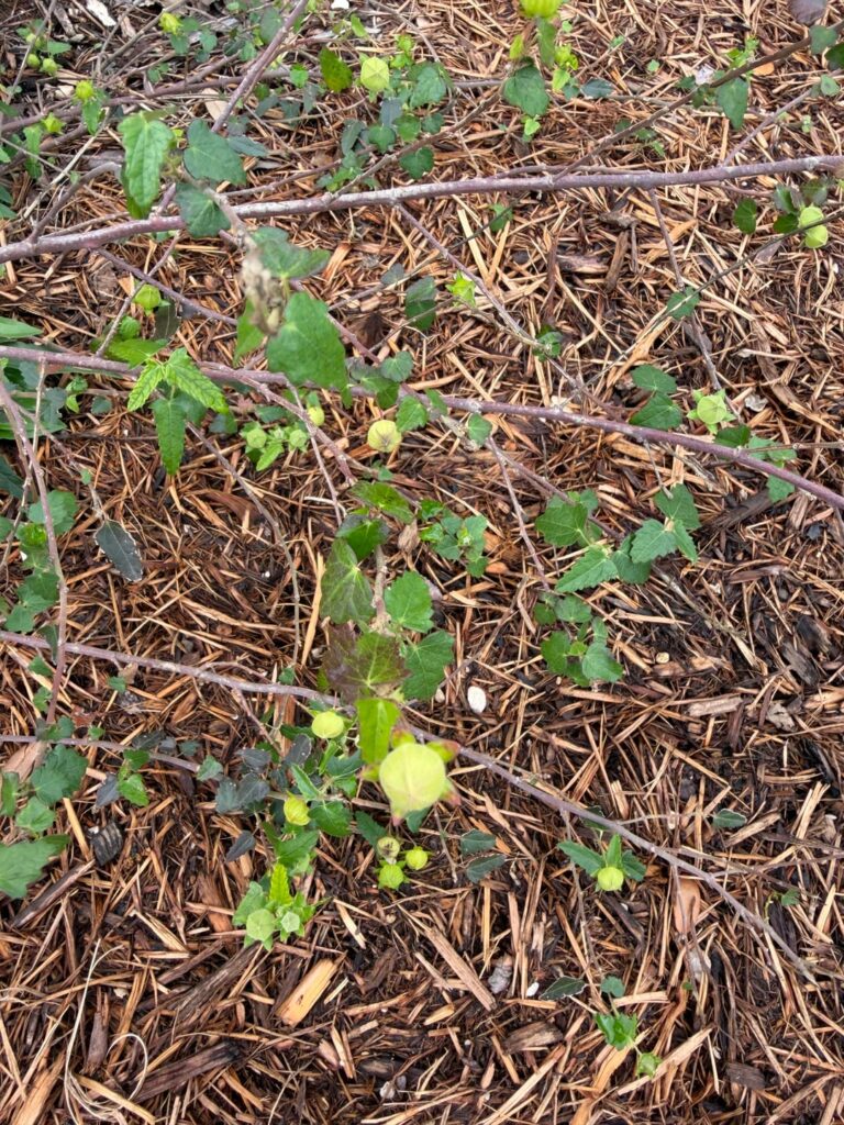 What is this volunteer?