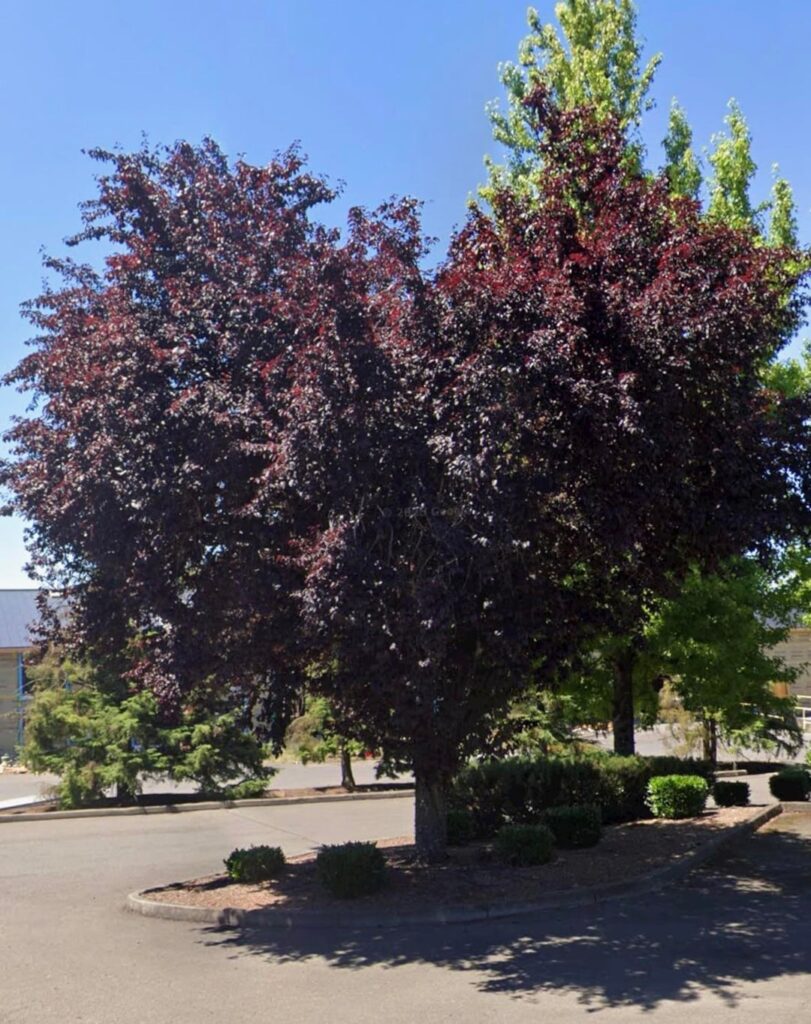 Semi Truck Into Crimson King Maple Tree