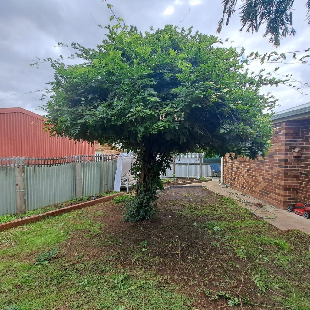 Tree developing a lean Tree developing a lean