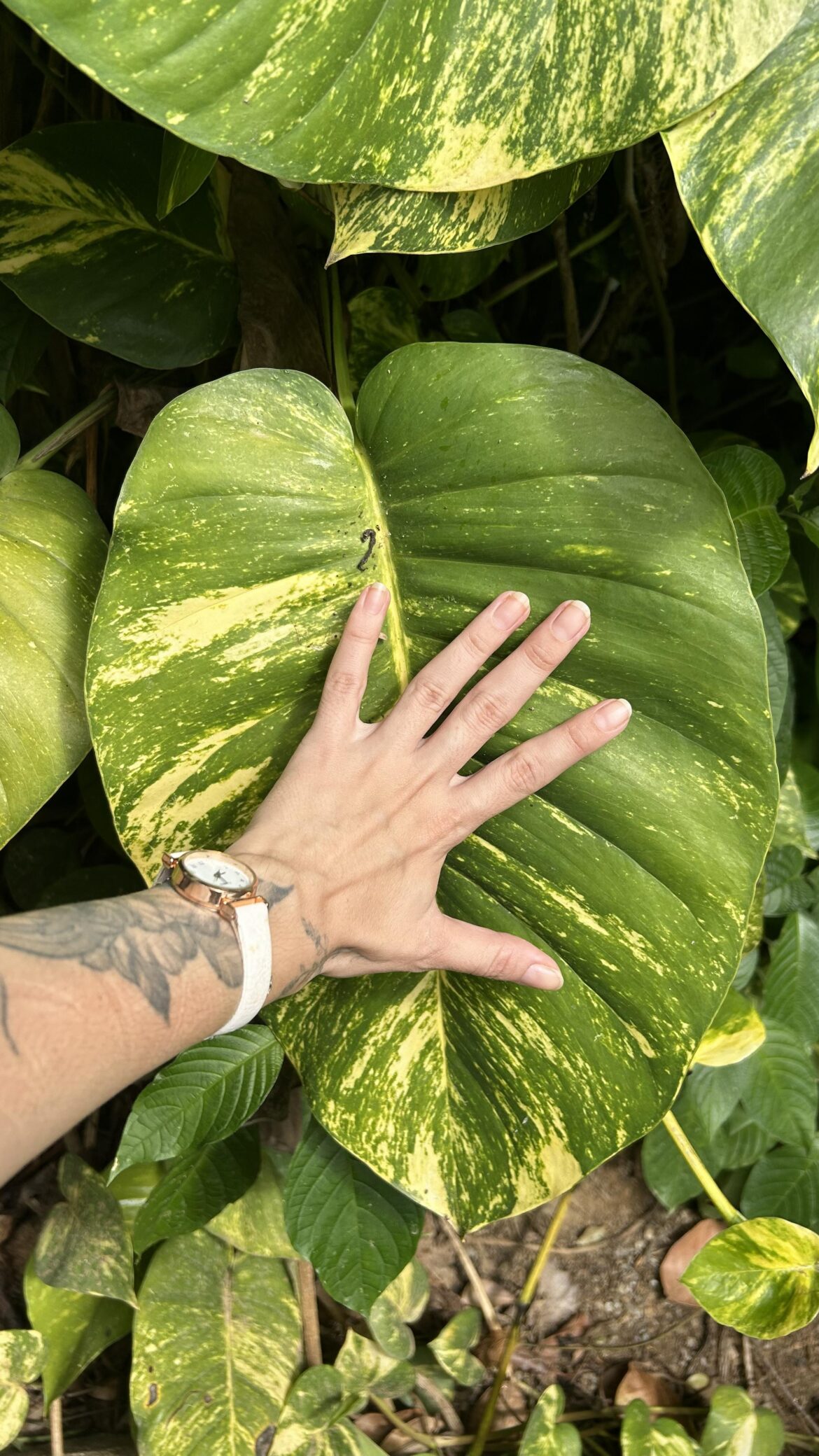 I went to a park and there was pothos EVERYWHERE! It was like a pothos invadion