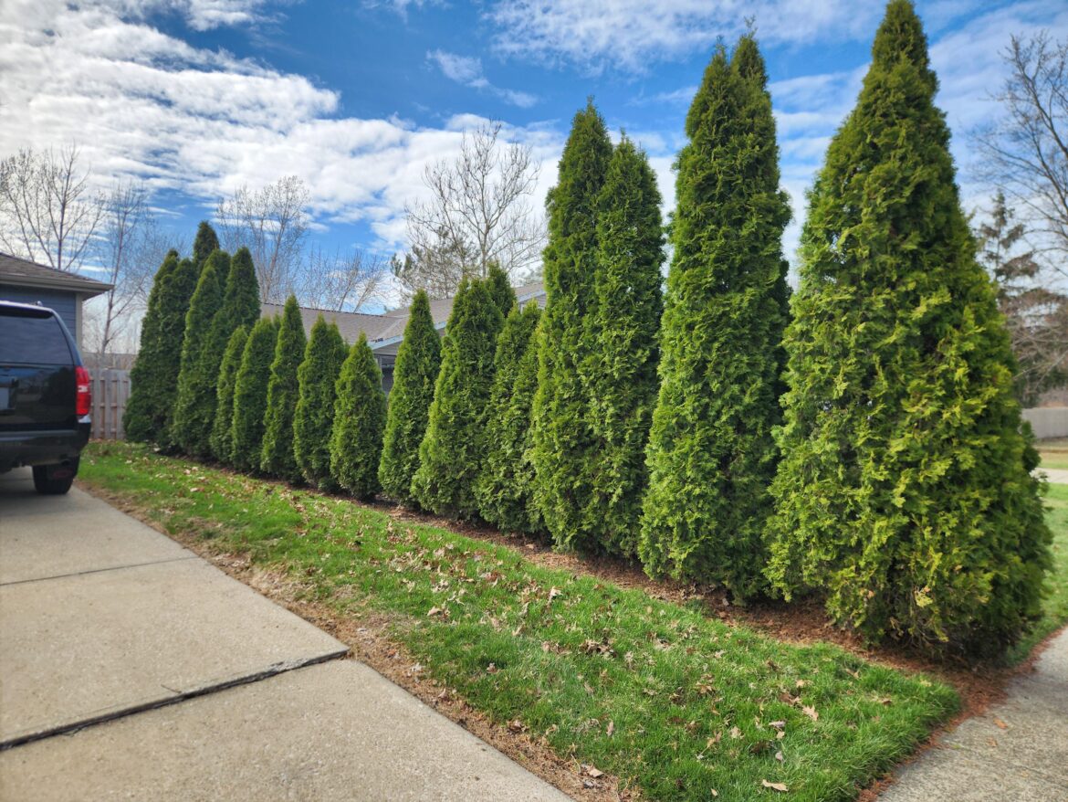 Arborvitae growing unevenly