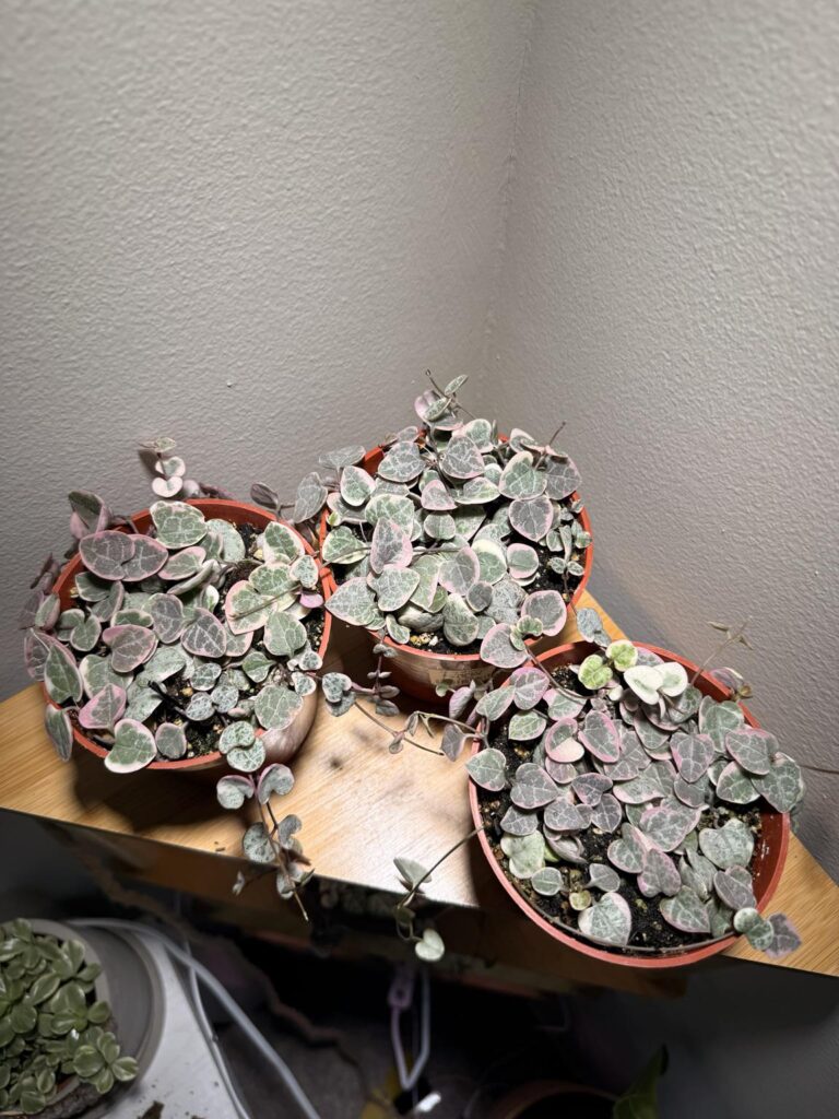 I am so in love with these string of hearts 🥰
