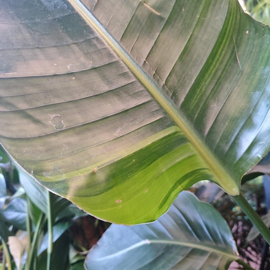 Variegated Bird of Paradise