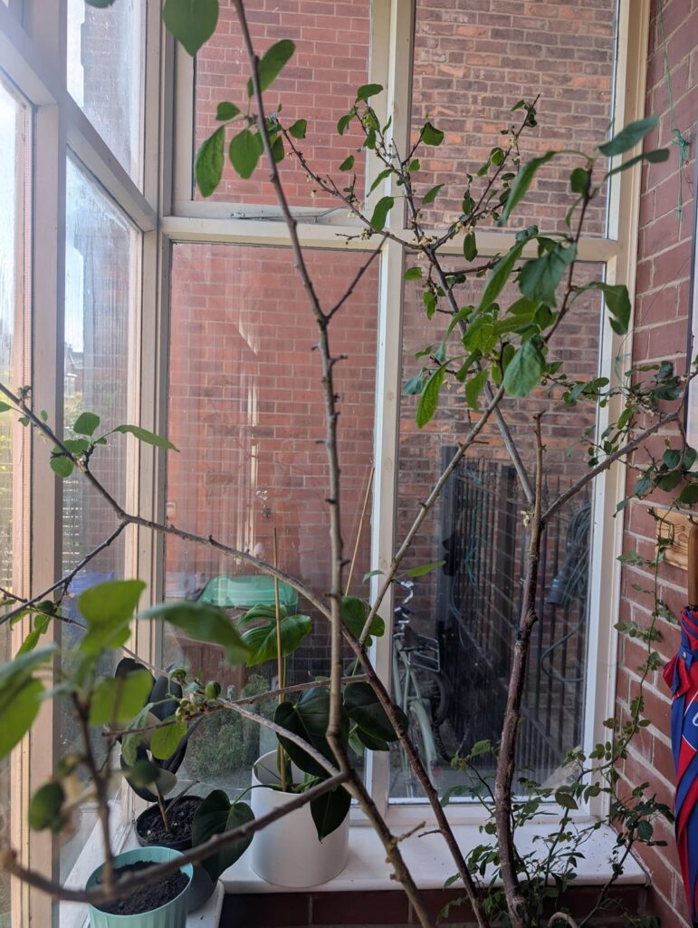 What's wrong with this plum tree?