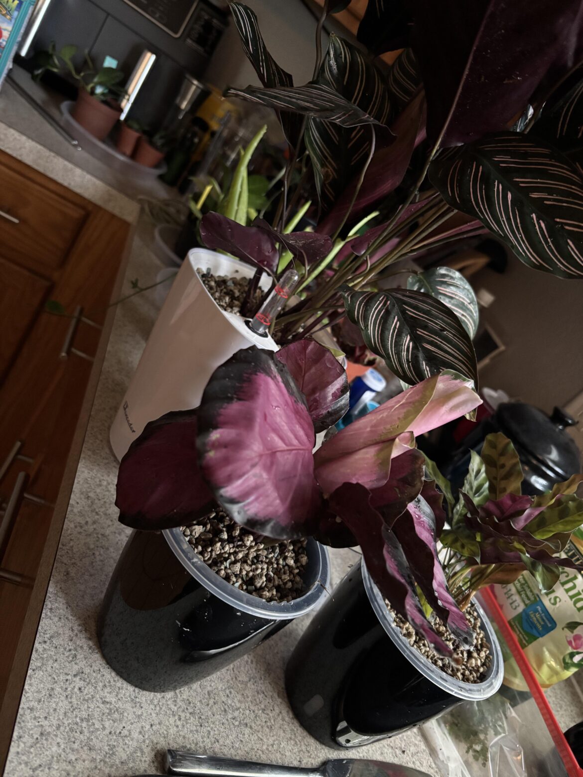 How long til these are acclimated?