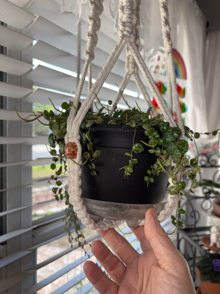 My String of Turtles are blooming