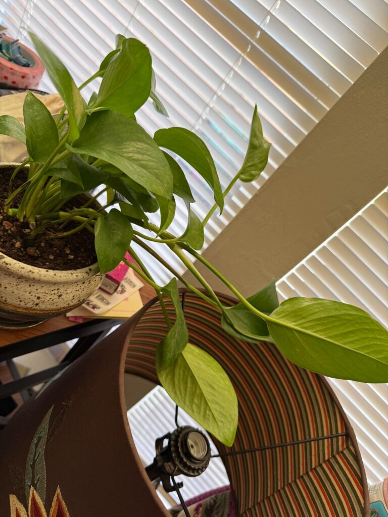 is it time to repot her?