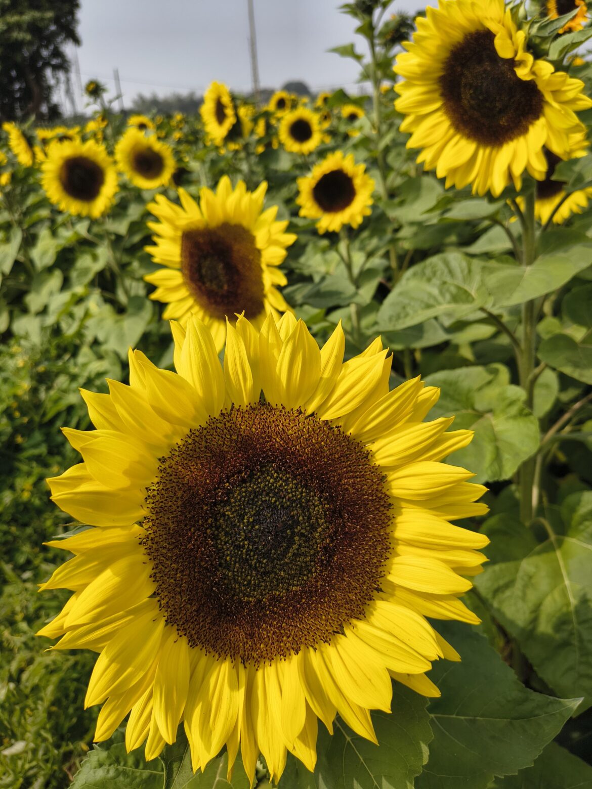 Sunflower [OC]