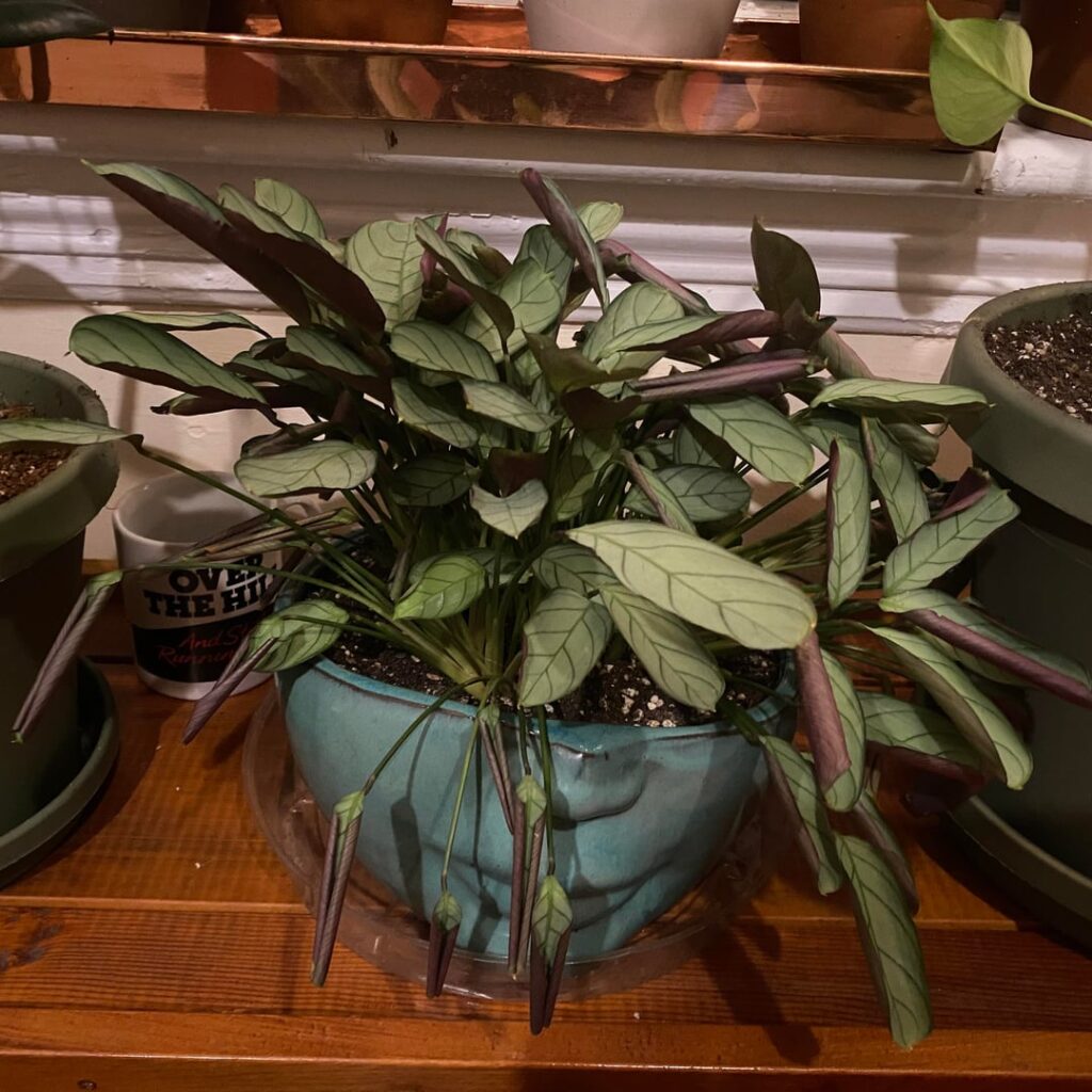 inconsistent leaf curl and a new fungus? inconsistent leaf curl and a new fungus?