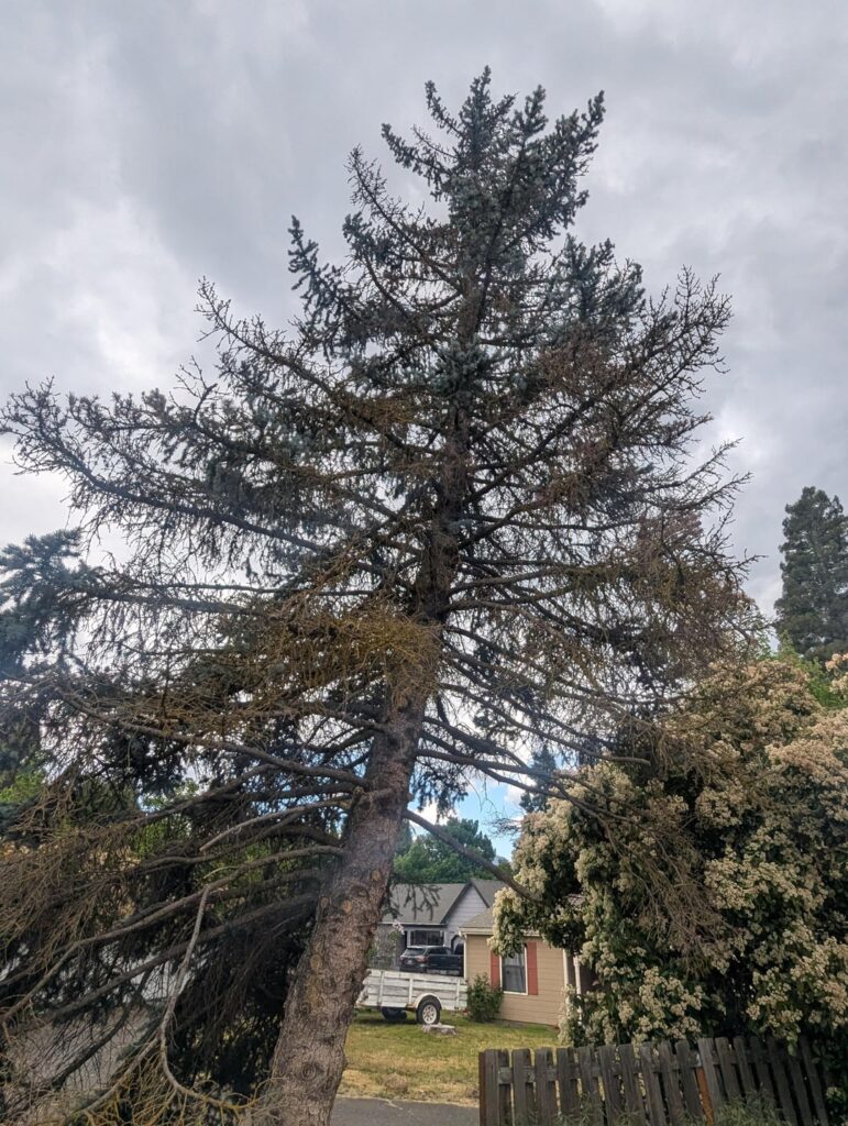 Does this Blue Spruce look OK to you?
