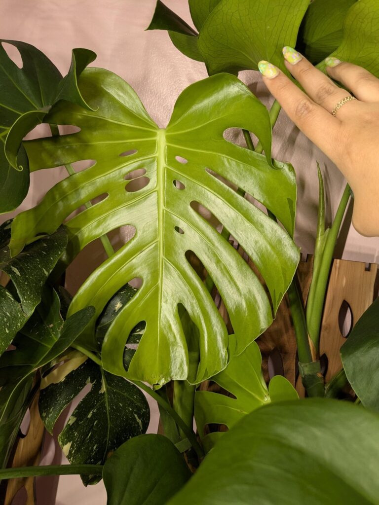 First time growing inner fennies!
