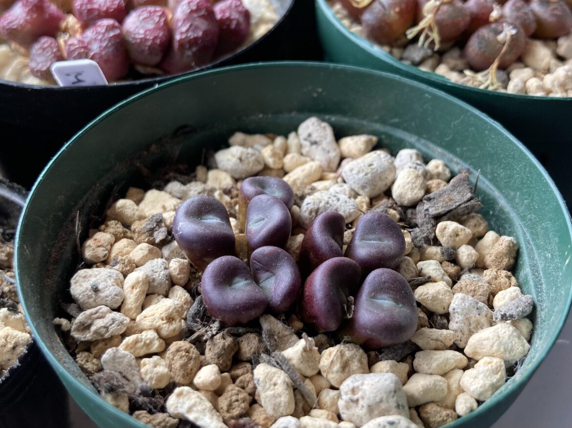 Conophytum nudam 'variens'