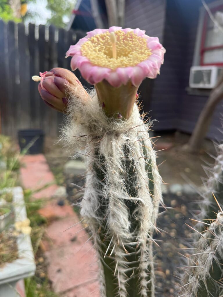 Pilosocereus leucocephalus