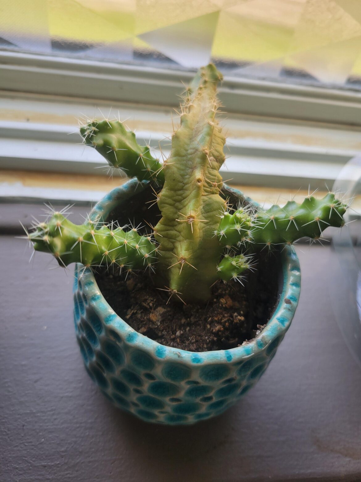Best way to propagate the pups on this guy?
