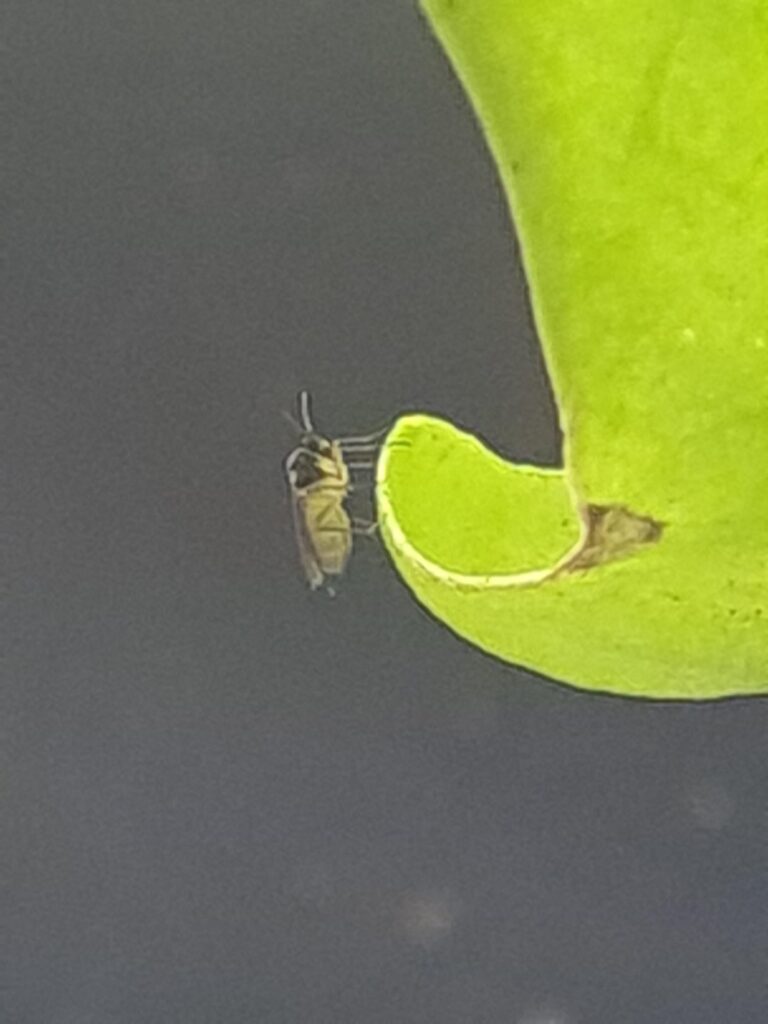 Bugs on my basil