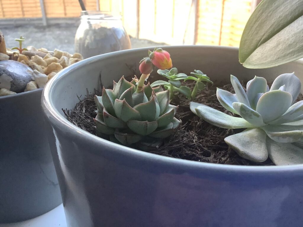 5 Years Of Growth on Echeveria Fabiola