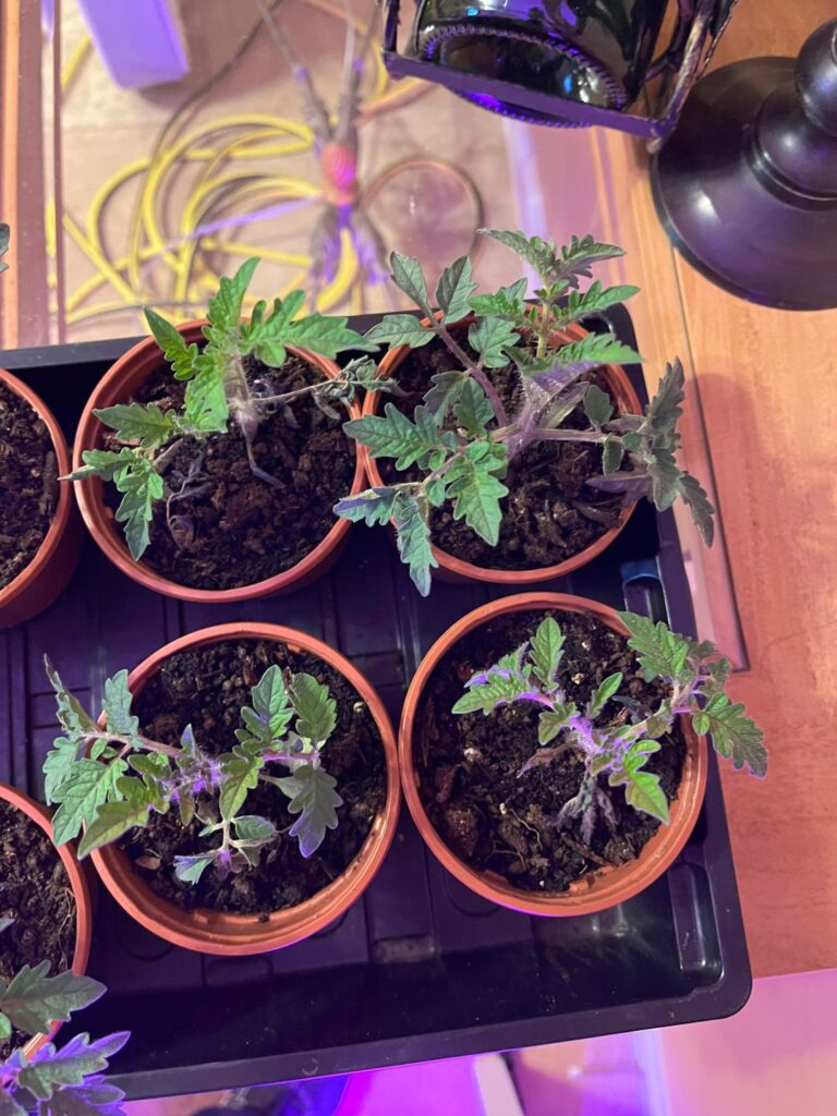 Not sure why these are wilting? Not sure why these are wilting?