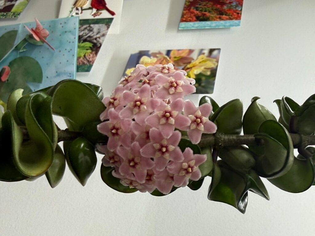Two hoyas blooming