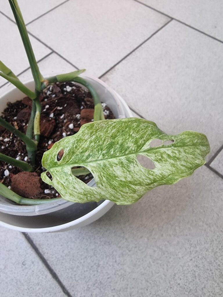 Monstera Obliqua Peru Mint?