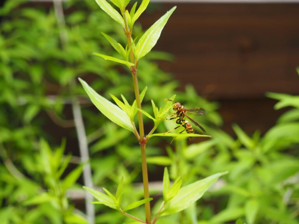 Native Plants bring insect friends!