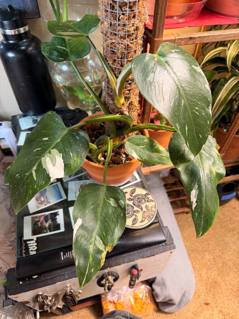 Why is my white princess yellowing leaves?