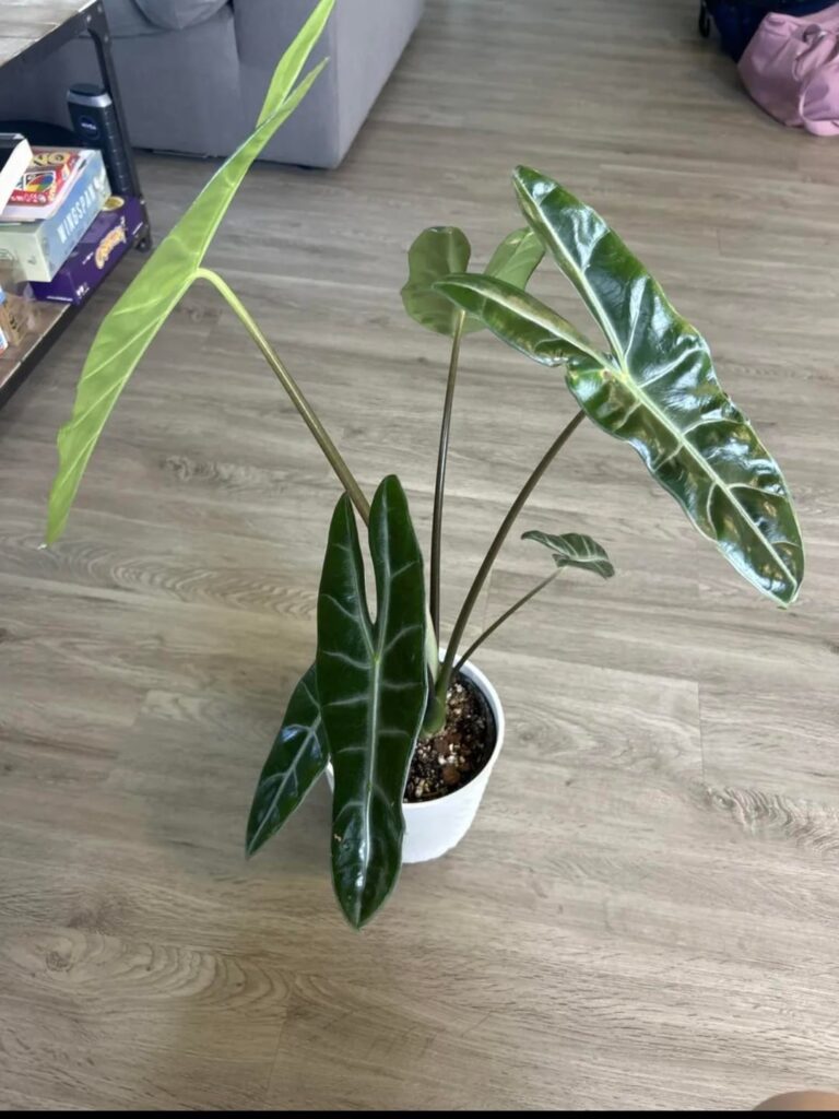 Plant Identification