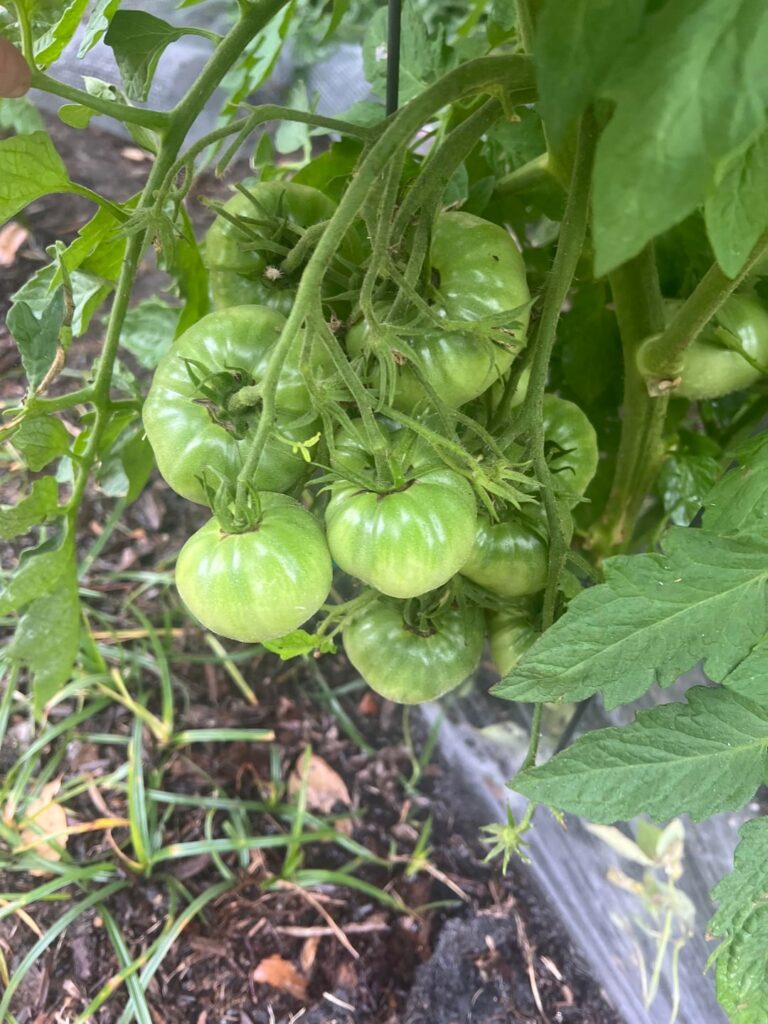 Proud of my Heirlooms Proud of my Heirlooms