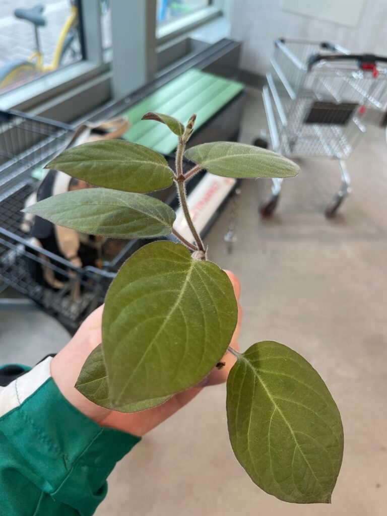 What kind of plant is this? r/ PlantID mods & users got their panties in a twist because I admitted to proplifting from a big box store