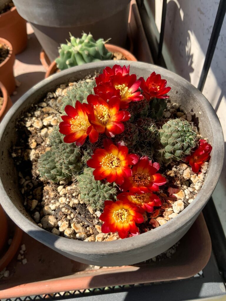 Lovely surprise no.1 (I don’t know what species it is!)