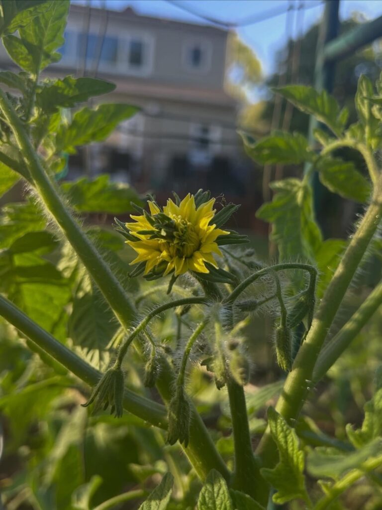 What’s up with this flower?