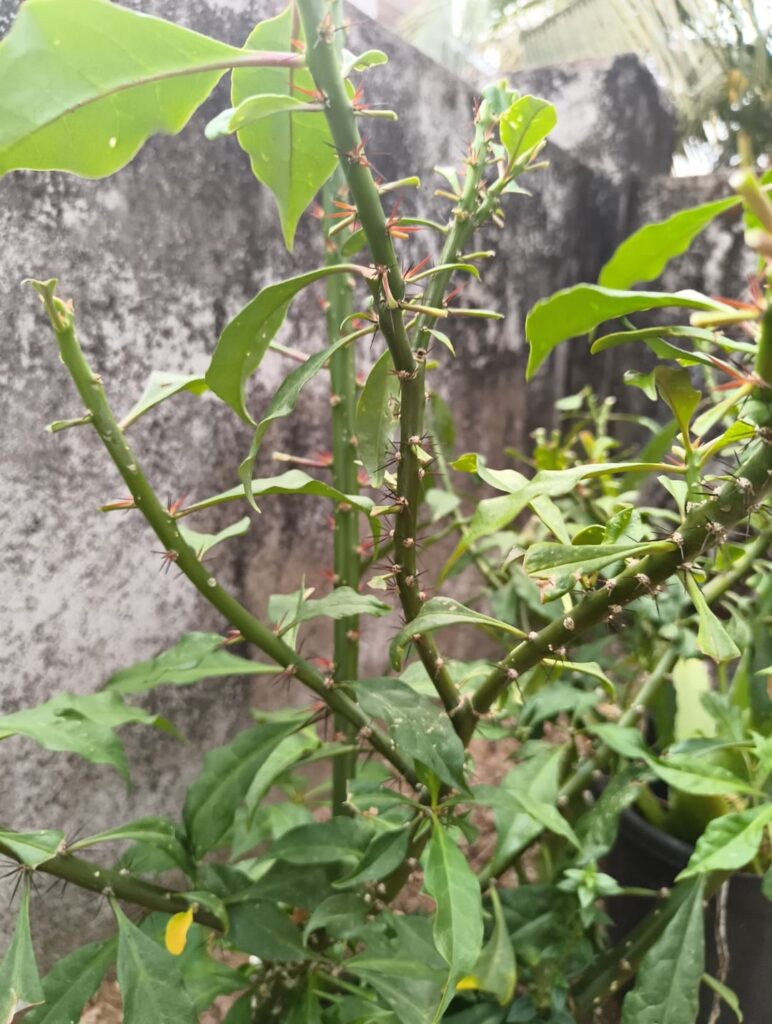 What plant is this ?