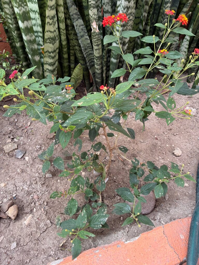 Caterpillars eating lantana :( Caterpillars eating lantana :(