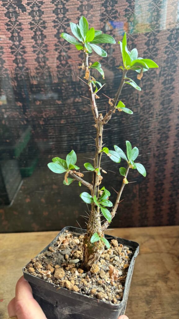 My two fouquieria macdougalii