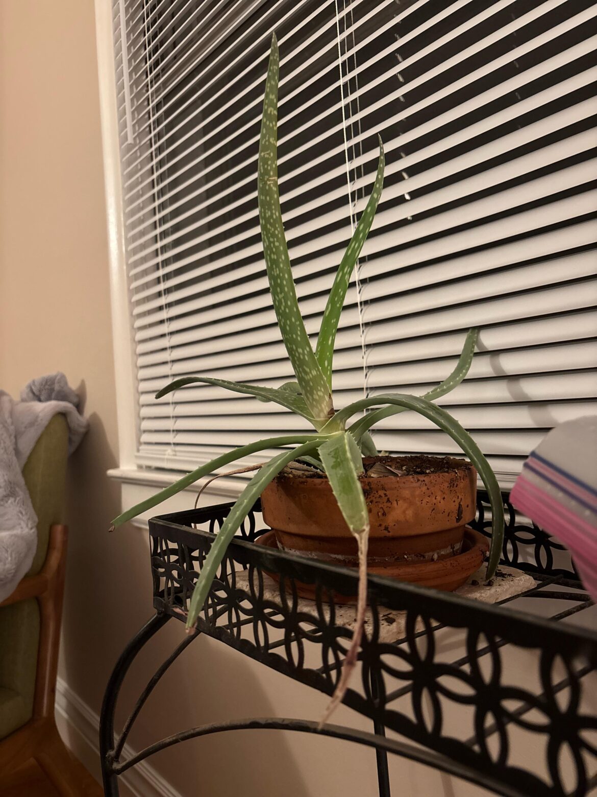 Aloe Vera needs help!