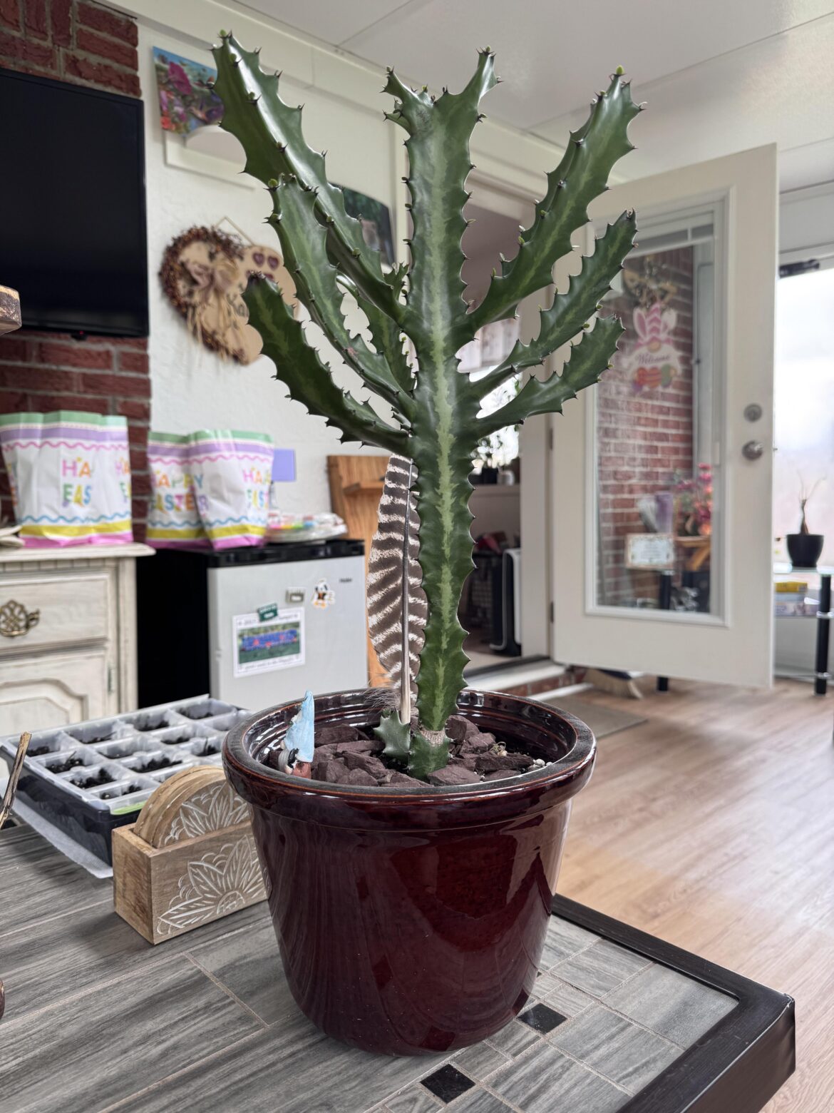 Time for a bigger pot? Time for a bigger pot?