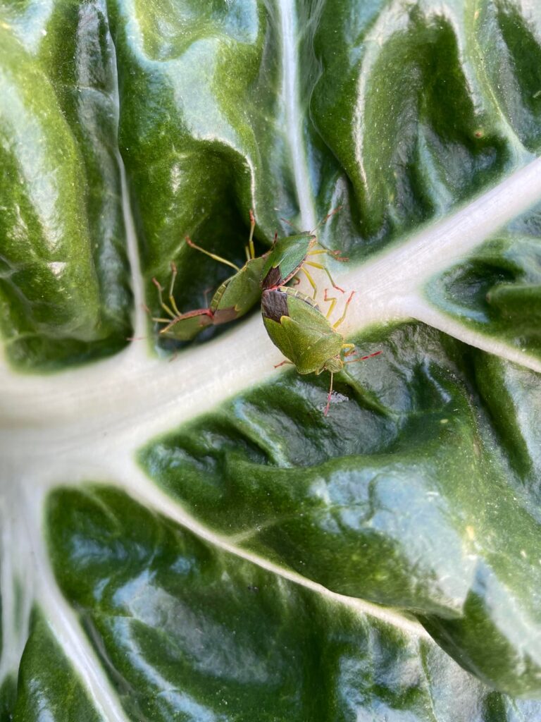 SW UK Green shield bug friend or foe? Lots of spots and mating pairs on my chard plants SW UK Green shield bug friend or foe? Lots of spots and mating pairs on my chard plants