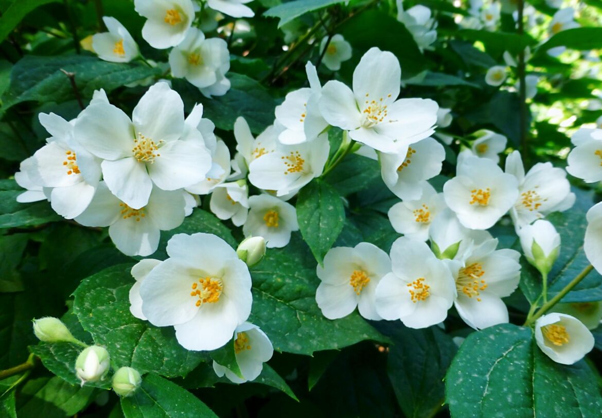 CELINDA(Philadelphus coronarius)[OC]
