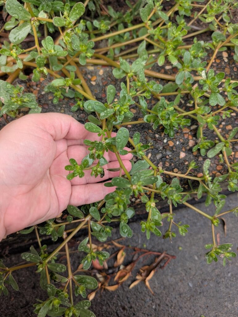 Is this Purslane? Is this Purslane?