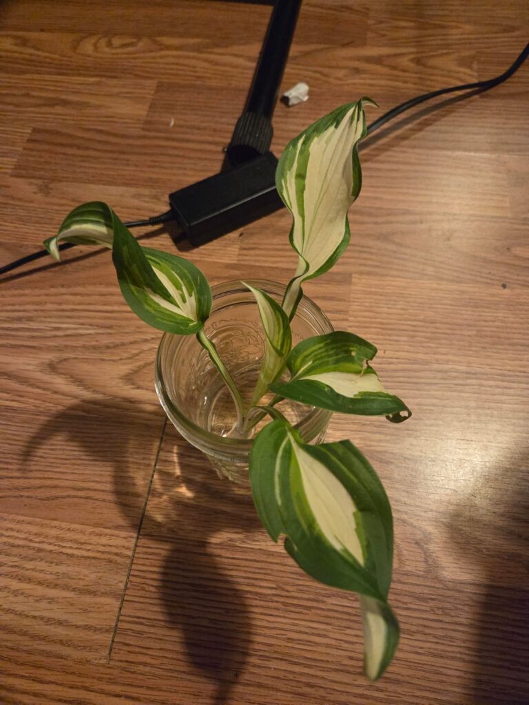 can a hosta be propogated (with root nodes)?