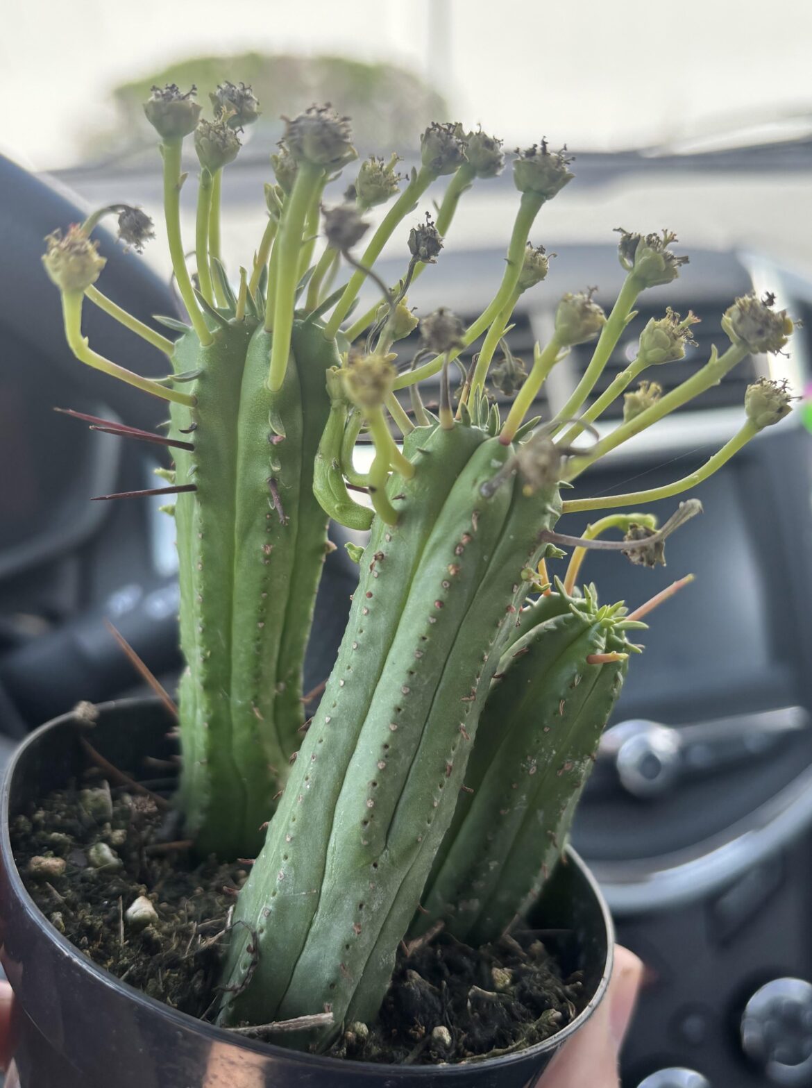 Help with an ID on this? Labeled “Euphorbia Prickly Pickle” but nothing comes up online.