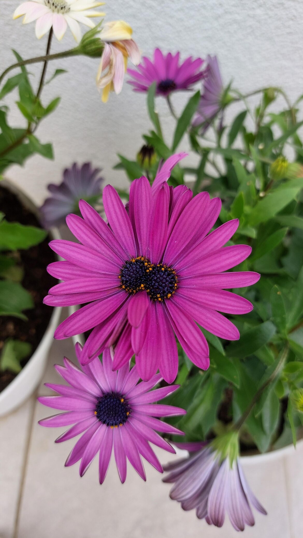 Dimorphoteca with double flower head