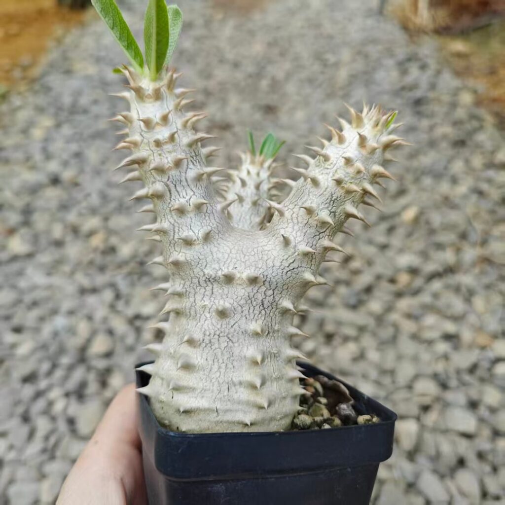 Pachypodium densiflorum